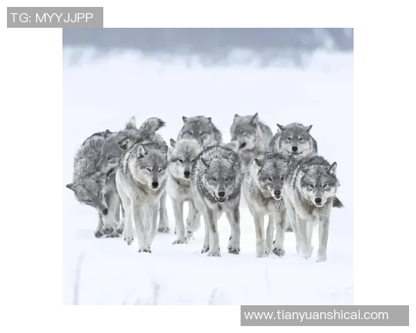 狼群日记-狼三崩再现 险遭奇才翻盘 这样的成功绝不值得欢喜！